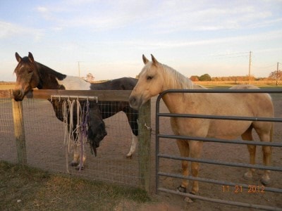 Horse paddock and pasture