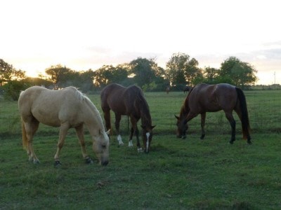 Riding arena at Mandola Farm & Ranch